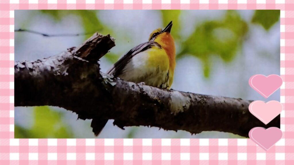 めぐみの写メ日記