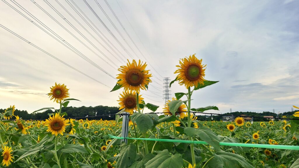 じゅのの写メ日記