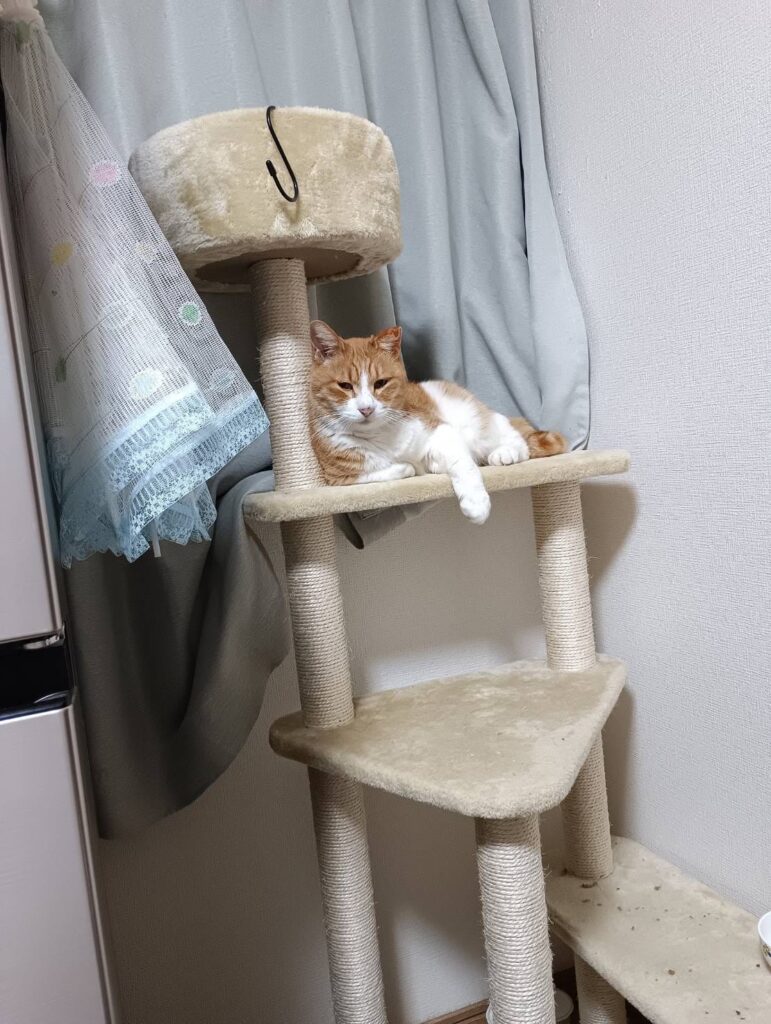ひなたの写メ日記